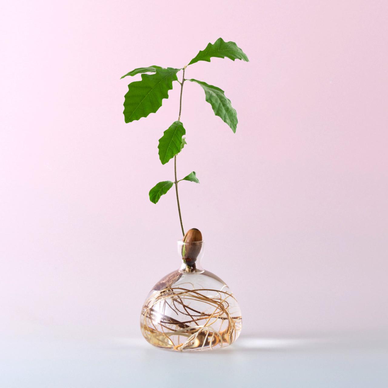 Acorn Vase, par Ilex Studio ©Ilex Studio, London, 2023